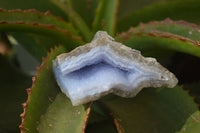 Natural Etched Blue Chalcedony Specimens x 12 From Nsanje, Malawi