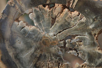 Polished Petrified Wood Slices x 6 From Gokwe, Zimbabwe