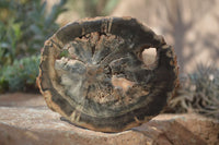 Polished Petrified Wood Slices x 6 From Gokwe, Zimbabwe