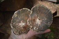 Polished Petrified Wood Slices x 6 From Gokwe, Zimbabwe