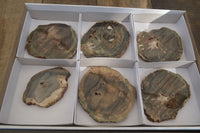 Polished Petrified Wood Slices x 6 From Gokwe, Zimbabwe