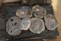 Polished Petrified Wood Slices x 6 From Gokwe, Zimbabwe