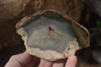 Polished Petrified Wood Slices x 6 From Gokwe, Zimbabwe