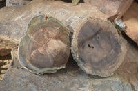 Polished Petrified Wood Slices x 6 From Gokwe, Zimbabwe