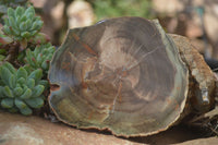 Polished Petrified Wood Slices x 6 From Gokwe, Zimbabwe