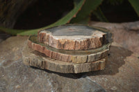 Polished Petrified Wood Slices x 6 From Gokwe, Zimbabwe