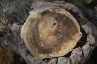 Polished Petrified Wood Slices x 6 From Gokwe, Zimbabwe