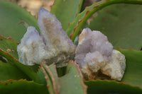 Natural Amethyst / Ametrine Spirit Quartz Clusters x 12 From South Africa