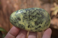 Polished Leopard Stone Free Forms x 6 From Nyanga, Zimbabwe