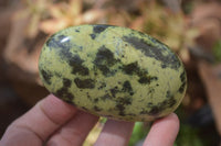 Polished Leopard Stone Free Forms x 6 From Nyanga, Zimbabwe