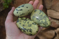 Polished Leopard Stone Free Forms x 6 From Nyanga, Zimbabwe