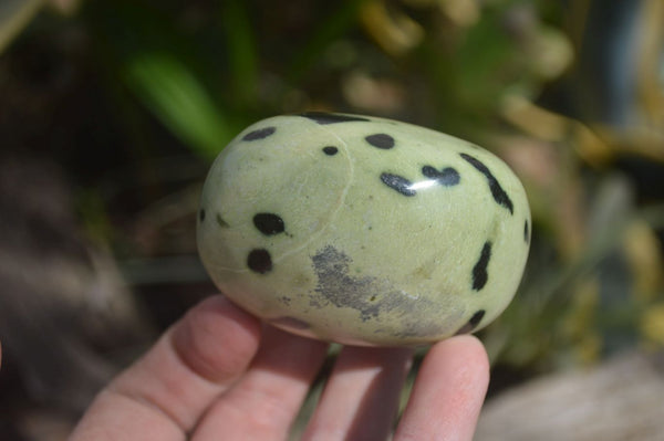 Polished Leopard Stone Free Forms x 6 From Nyanga, Zimbabwe