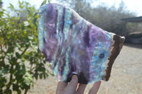 Polished Watermelon Fluorite Slices x 2 From Uis, Namibia