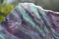 Polished Watermelon Fluorite Slices x 2 From Uis, Namibia