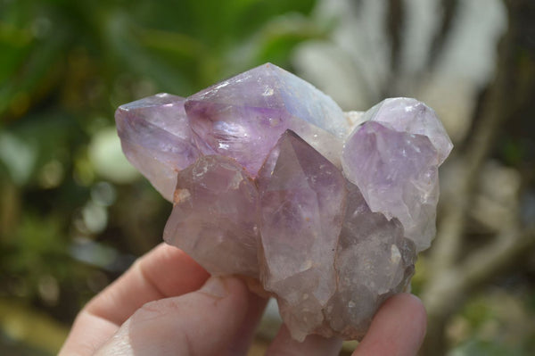 Natural Jacaranda Amethyst Clusters x 6 From Mumbwa, Zambia