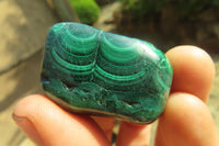 Polished Flower Banded Malachite Free Forms x 35 From Congo