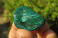 Polished Flower Banded Malachite Free Forms x 35 From Congo