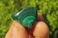 Polished Flower Banded Malachite Free Forms x 35 From Congo