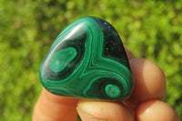 Polished Flower Banded Malachite Free Forms x 35 From Congo