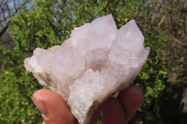 Natural Cactus Flower Spirit Quartz Clusters x 6 From Boekenhouthoek, South Africa