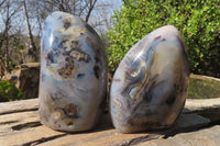 Polished Dendritic Agate Standing Free Forms x 2 From Madagascar