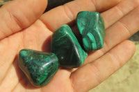 Polished Flower Banded Malachite Free Forms x 35 From Congo