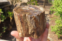 Polished Petrified Wood Branch Pieces x 2 From Gokwe, Zimbabwe