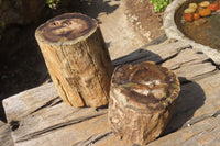 Polished Petrified Wood Branch Pieces x 2 From Gokwe, Zimbabwe