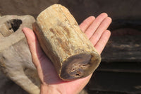 Polished Petrified Wood Branch Pieces x 2 From Gokwe, Zimbabwe