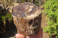 Polished Petrified Wood Branch Pieces x 2 From Gokwe, Zimbabwe