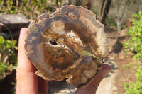 Polished Petrified Wood Branch Pieces x 2 From Gokwe, Zimbabwe