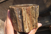 Polished Petrified Wood Branch Pieces x 2 From Gokwe, Zimbabwe