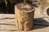 Polished Petrified Wood Branch Pieces x 2 From Gokwe, Zimbabwe