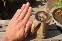 Polished Petrified Wood Branch Pieces x 2 From Gokwe, Zimbabwe