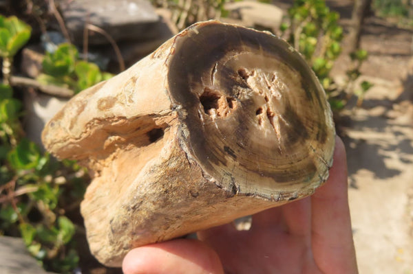 Polished Petrified Wood Branch Pieces x 2 From Gokwe, Zimbabwe