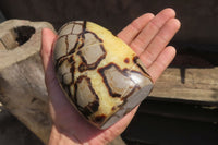 Polished Septerye Standing Free Forms x 2 From Mahajanga, Madagascar