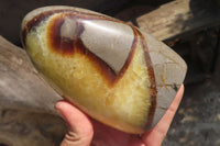 Polished Septerye Standing Free Forms x 2 From Mahajanga, Madagascar