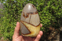 Polished Septerye Standing Free Forms x 2 From Mahajanga, Madagascar