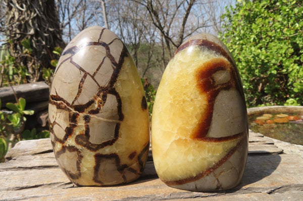 Polished Septerye Standing Free Forms x 2 From Mahajanga, Madagascar