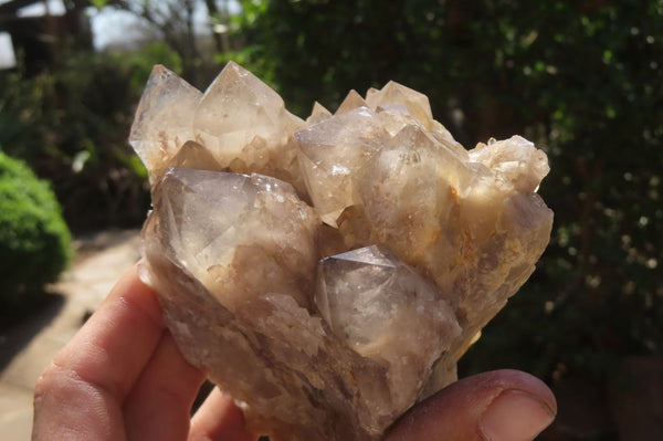 Natural Smokey Quartz Clusters x 2 From Luena, Congo