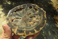 Polished Petrified Wood Slices x 6 From Gokwe, Zimbabwe