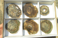 Polished Petrified Wood Slices x 6 From Gokwe, Zimbabwe