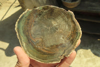 Polished Petrified Wood Slices x 6 From Gokwe, Zimbabwe