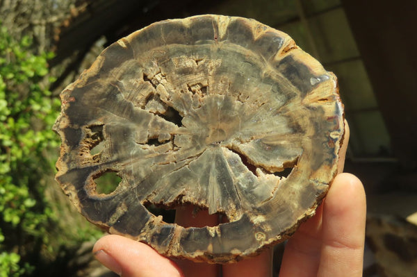 Polished Petrified Wood Slices x 6 From Gokwe, Zimbabwe