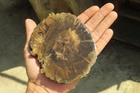 Polished Petrified Wood Slices x 6 From Gokwe, Zimbabwe