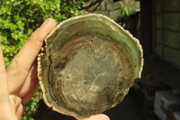 Polished Petrified Wood Slices x 6 From Gokwe, Zimbabwe