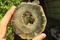 Polished Petrified Wood Slices x 6 From Gokwe, Zimbabwe