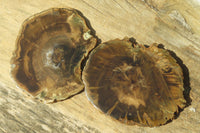 Polished Petrified Wood Slices x 6 From Gokwe, Zimbabwe