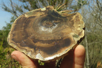 Polished Petrified Wood Slices x 6 From Gokwe, Zimbabwe