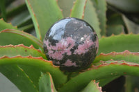 Polished Rhodonite Sphere-Balls x 3 From Ambindavato, Madagascar